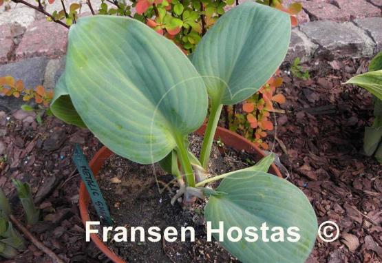 Hosta Metallic Sheen