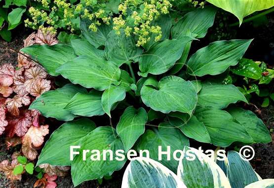 Hosta Metallica