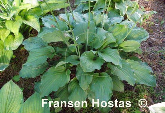 Hosta Metallica