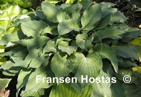 Hosta Metallica