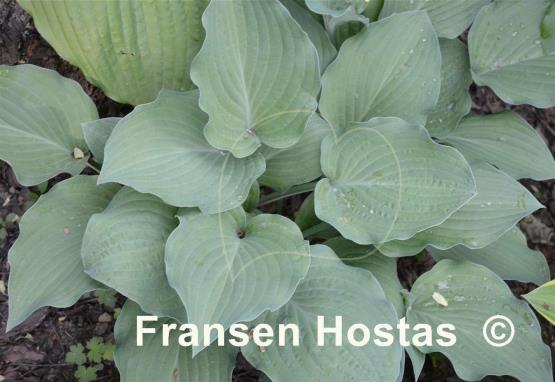 Hosta Metallica