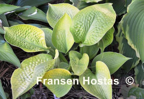 Hosta Midas Touch