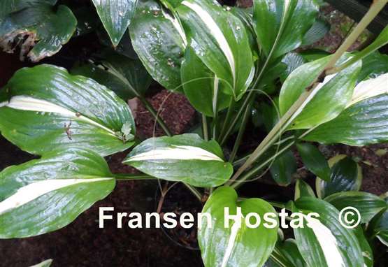 Hosta Middle Ridge