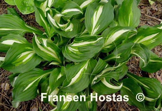 Hosta Middle Ridge
