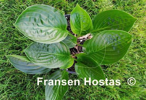 Hosta Midnight Oil
