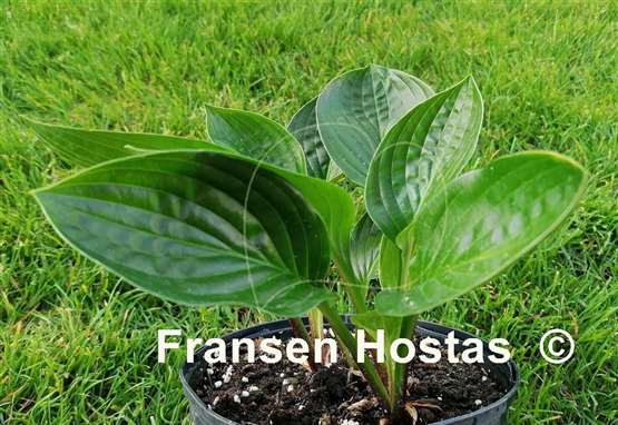 Hosta Midnight Oil