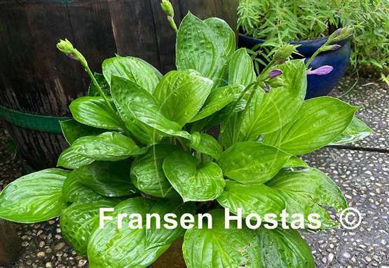 Hosta Midnight Oil