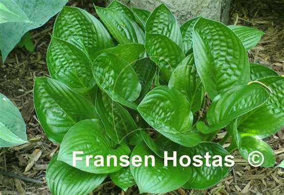 Hosta Midnight Oil