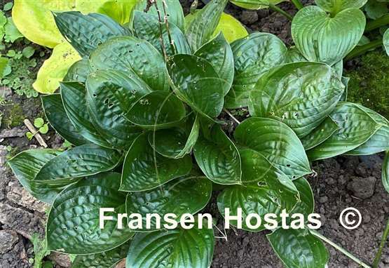 Hosta Midnight Oil