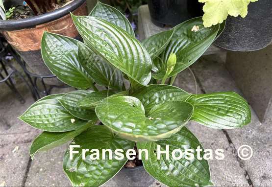 Hosta Midnight Oil