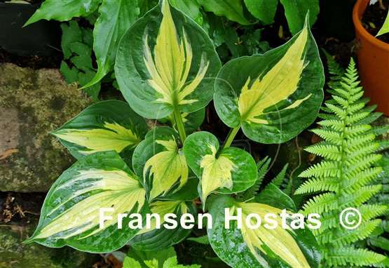 Hosta Midnight at the Oasis