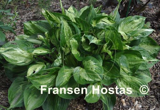 Hosta Midnight at the Oasis