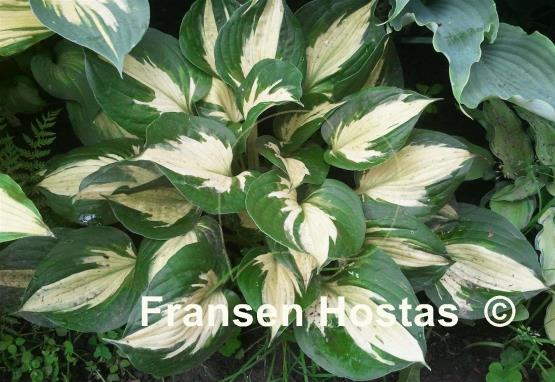 Hosta Midnight at the Oasis