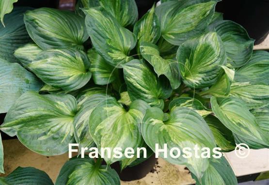Hosta Midnight at the Oasis