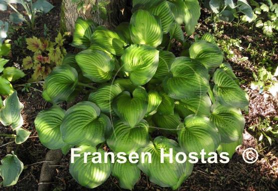 Hosta Midwest Magic
