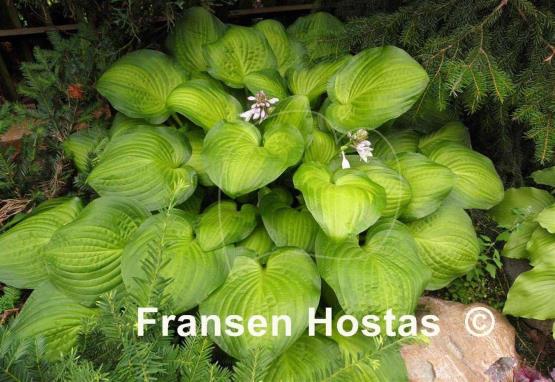 Hosta Midwest Magic