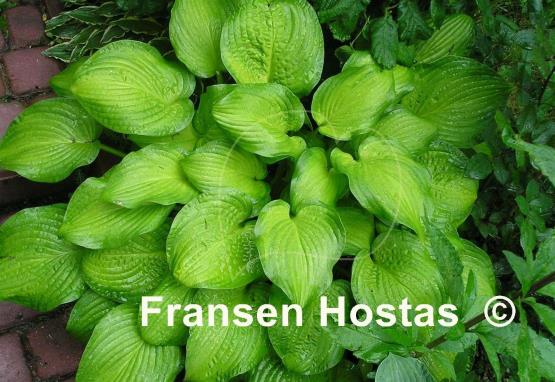 Hosta Midwest Magic