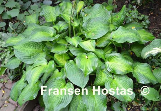 Hosta Midwest Magic