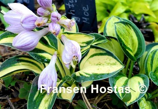 Hosta Mighty Moe