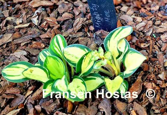Hosta Mighty Moe
