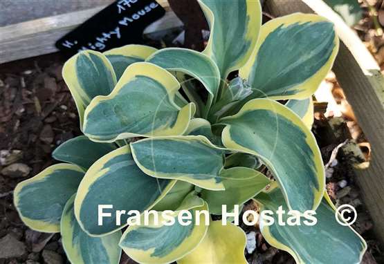 Hosta Mighty Mouse