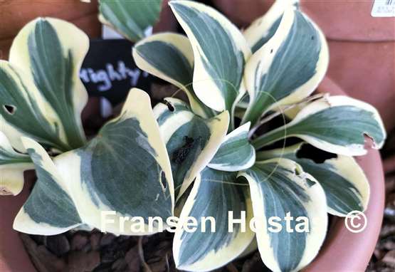 Hosta Mighty Mouse