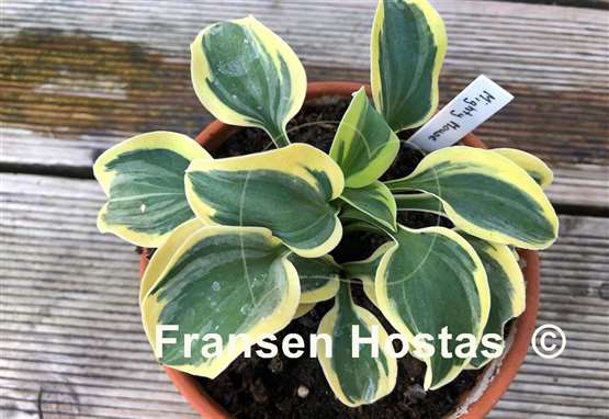 Hosta Mighty Mouse