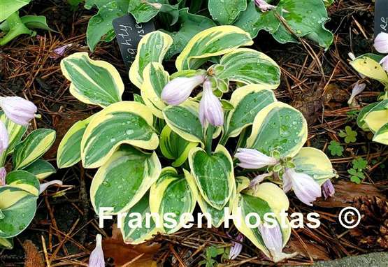 Hosta Mighty Mouse