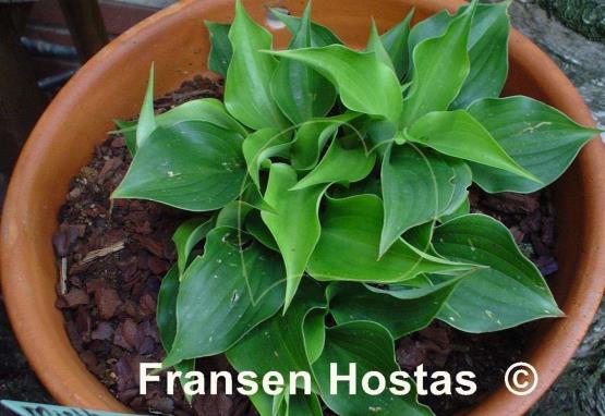 Hosta Mighty Mite