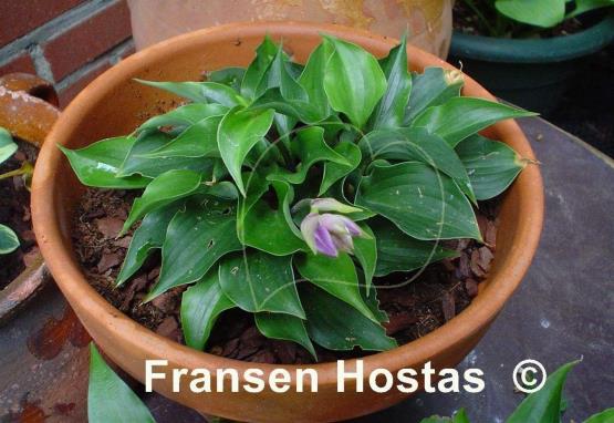 Hosta Mighty Mite