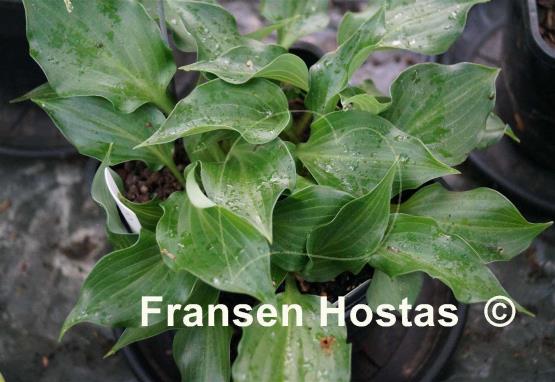 Hosta Mighty Mite