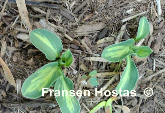 Hosta Mighty Moe