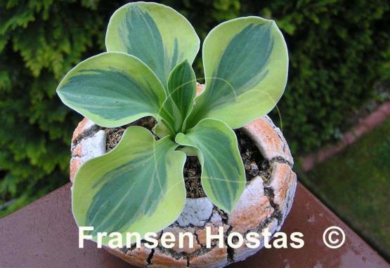 Hosta Mighty Mouse