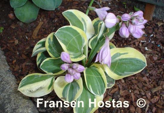 Hosta%20Mighty-Mouse-photo-made-by-H-Her