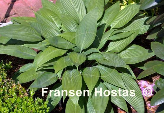 Hosta Mikawa-no-Yuki