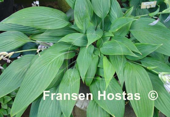 Hosta Mikawa-no-Yuki