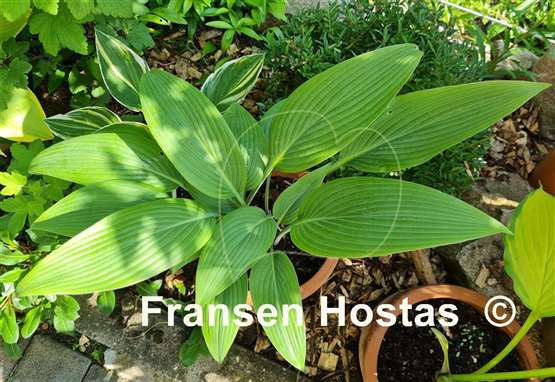Hosta Mikawa-no-Yuki