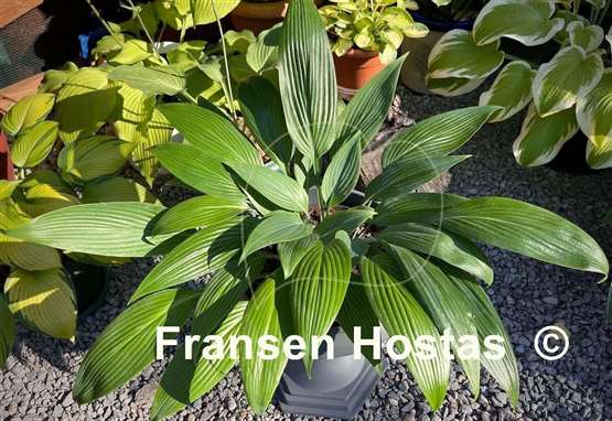 Hosta Mikawa-no-Yuki