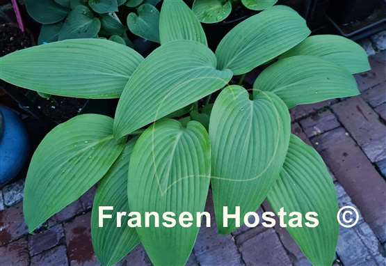 Hosta Mikawa-no-Yuki
