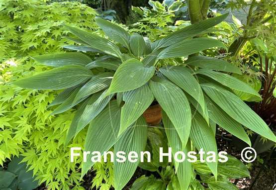 Hosta Mikawa-no-Yuki
