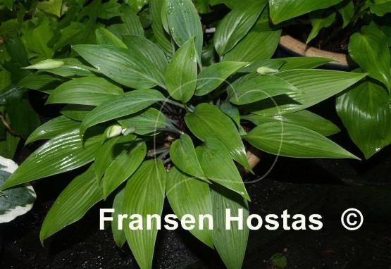 Hosta Mikawa-no-yuki