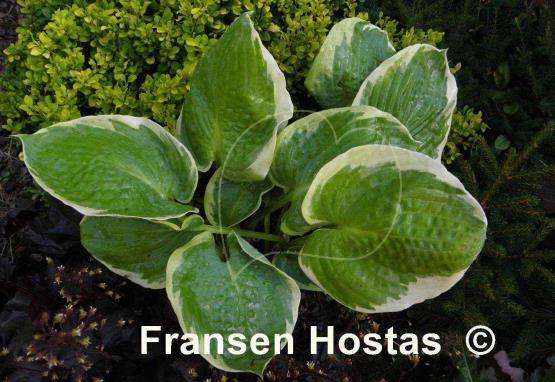 Hosta Mike Shadrack