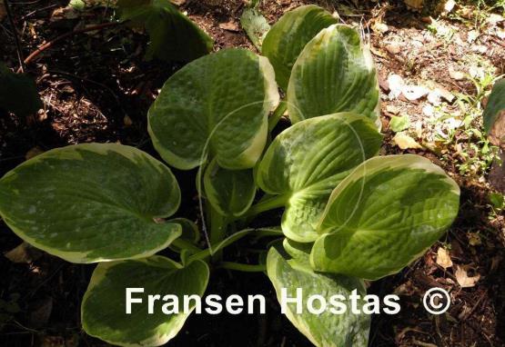 Hosta Mike Shadrack