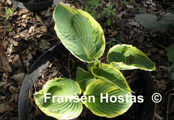 Hosta Mike Shadrack
