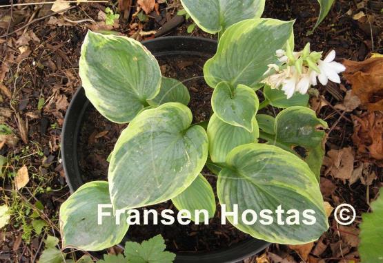 Hosta Mike Shadrack