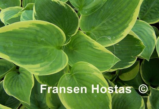 Hosta Mike Shadrack
