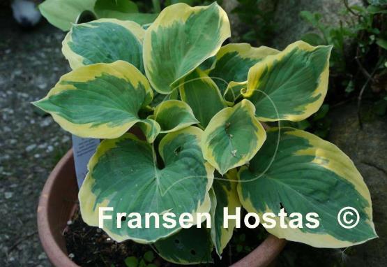Hosta Mike Shadrack