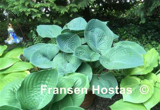 Hosta Mike  