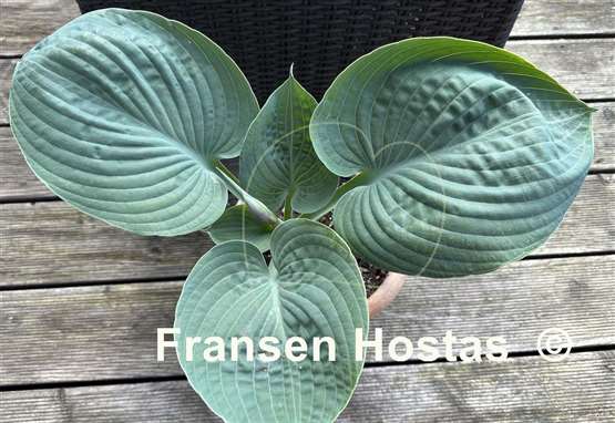 Hosta Mike  