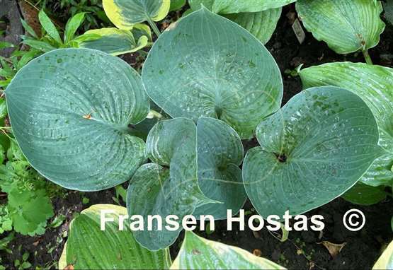 Hosta Mike  
